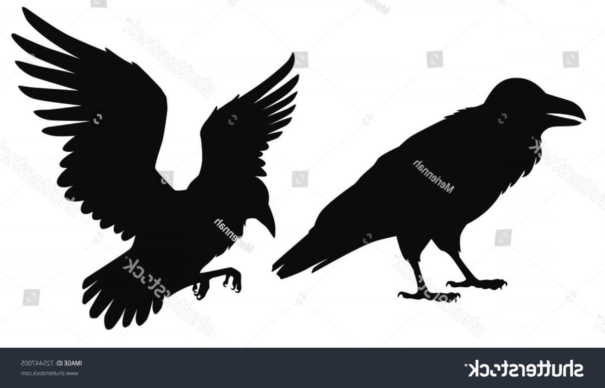 Ворон сидит силуэт