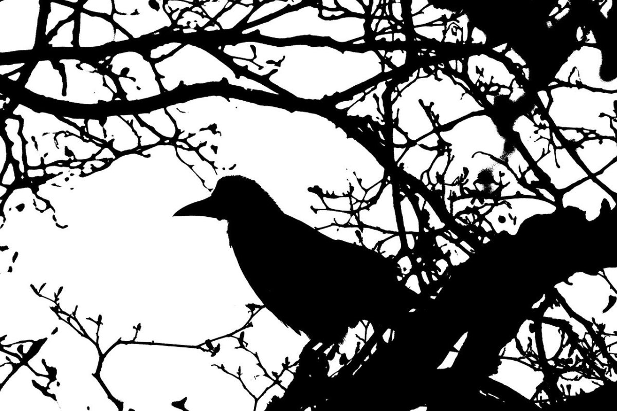 Ворона на стене