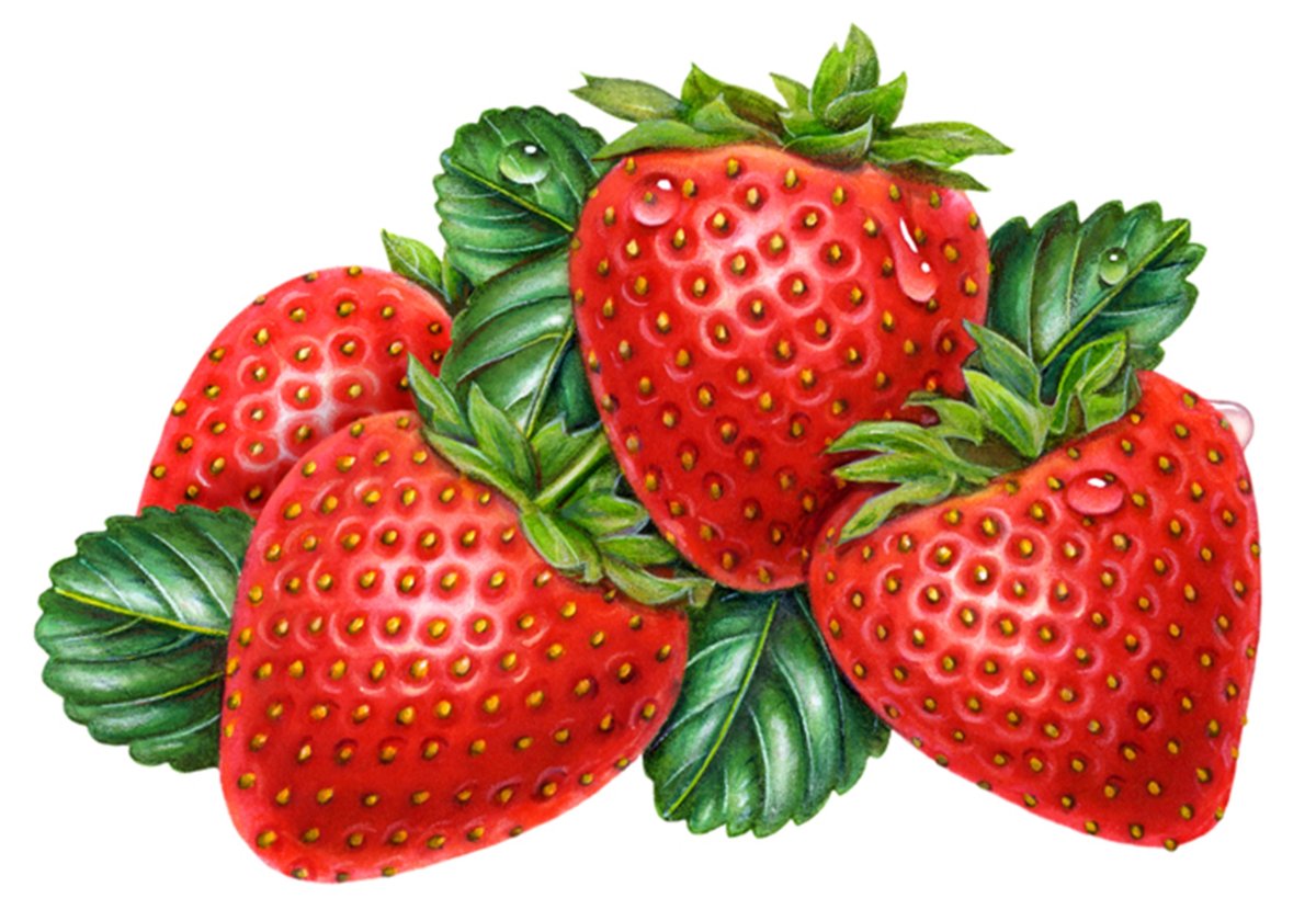 Ягоды картинки