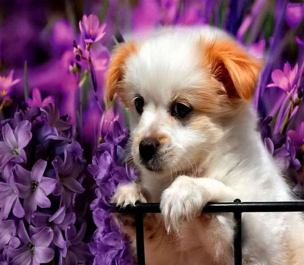 Добрый вечер очень красивые собачки и фрукты