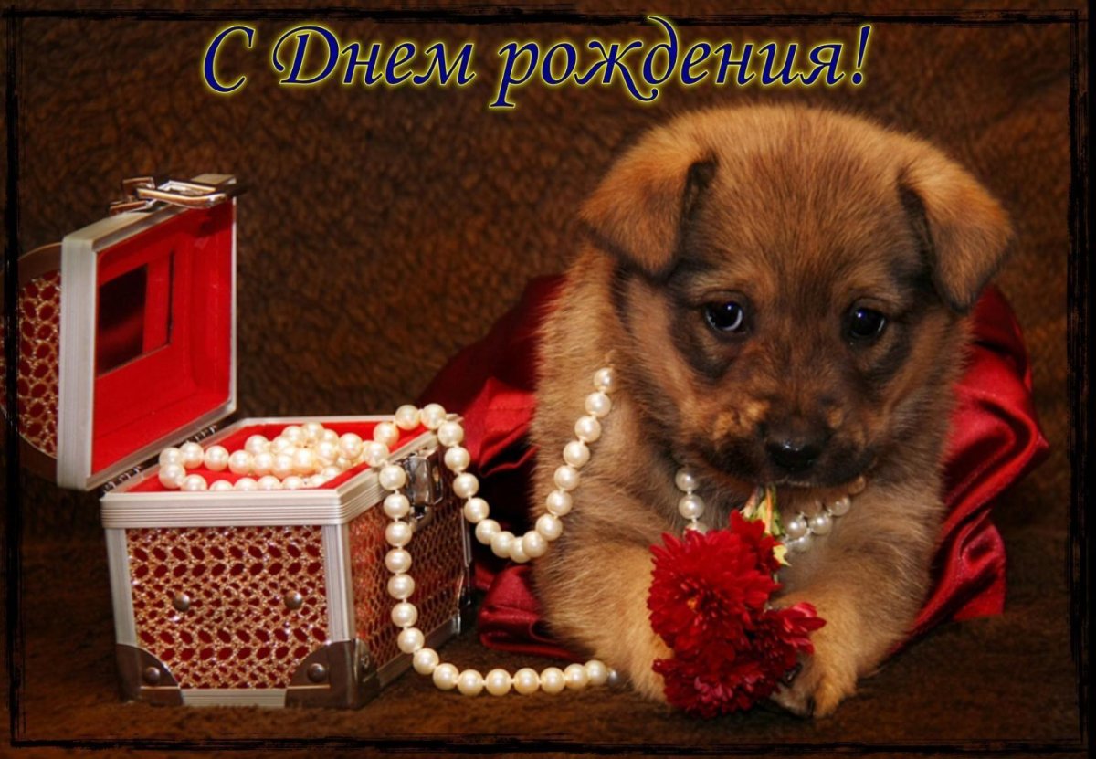 Картина котик и собачка