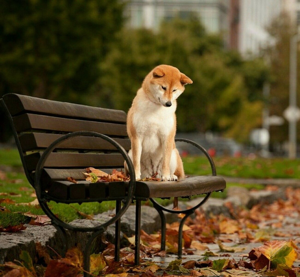Добрый вечер собачки