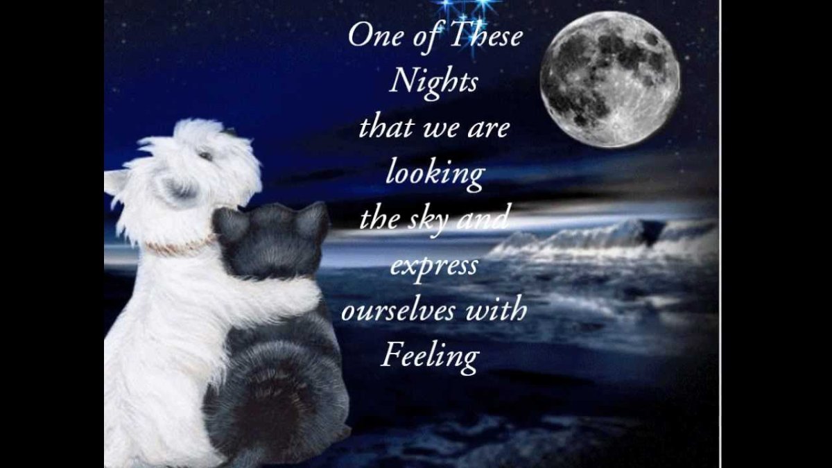 Животные желают спокойной ночи