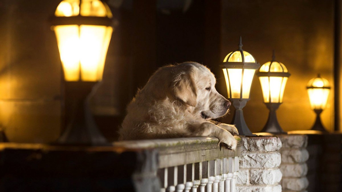 Добрые пожелания с собачками