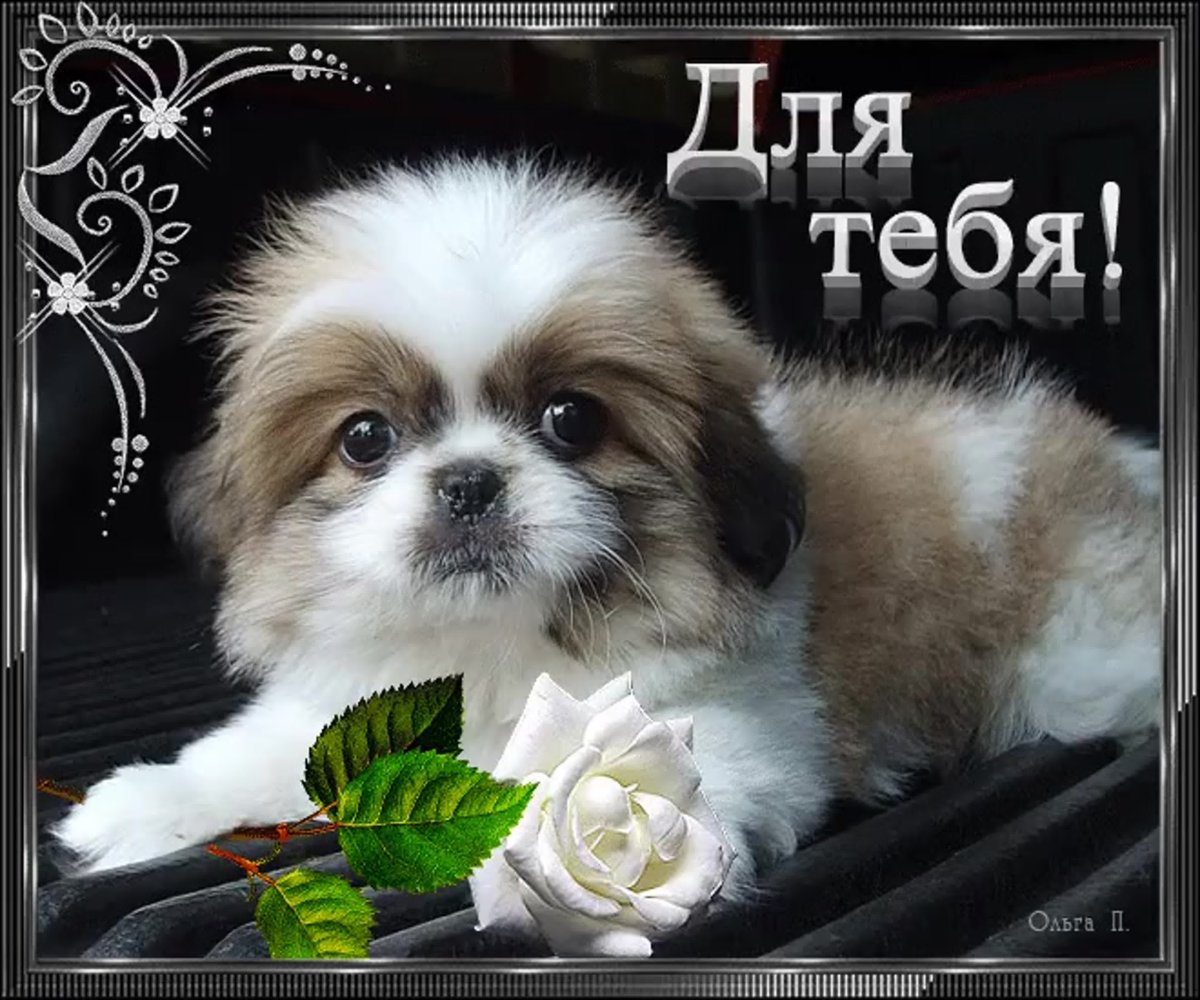 Доброй ночи собаки