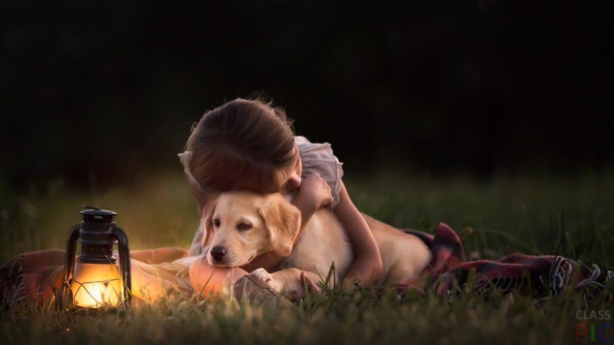 Кане Корсо с цветами