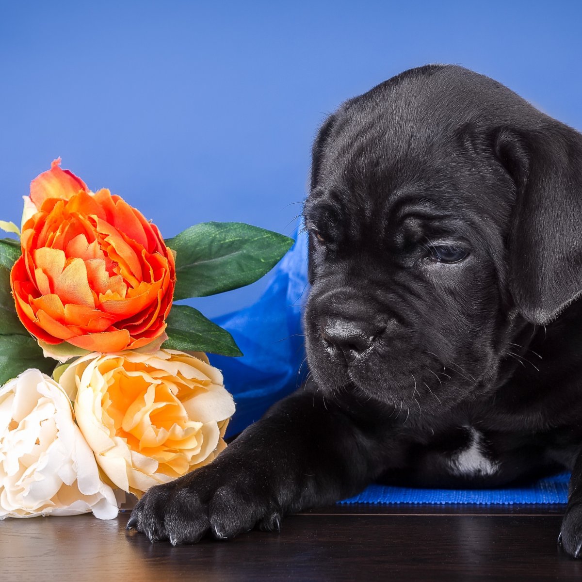 Открытка с щенком