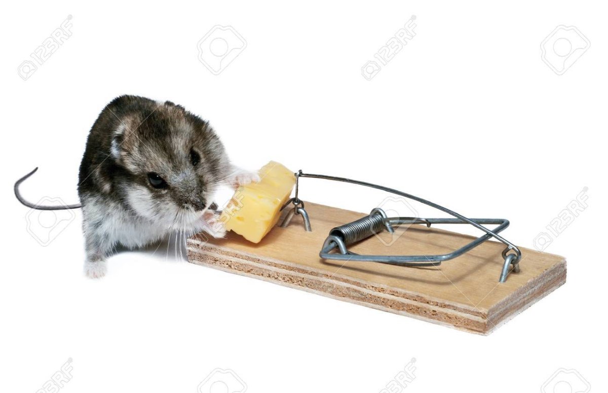 Мышь в каске у мышеловки