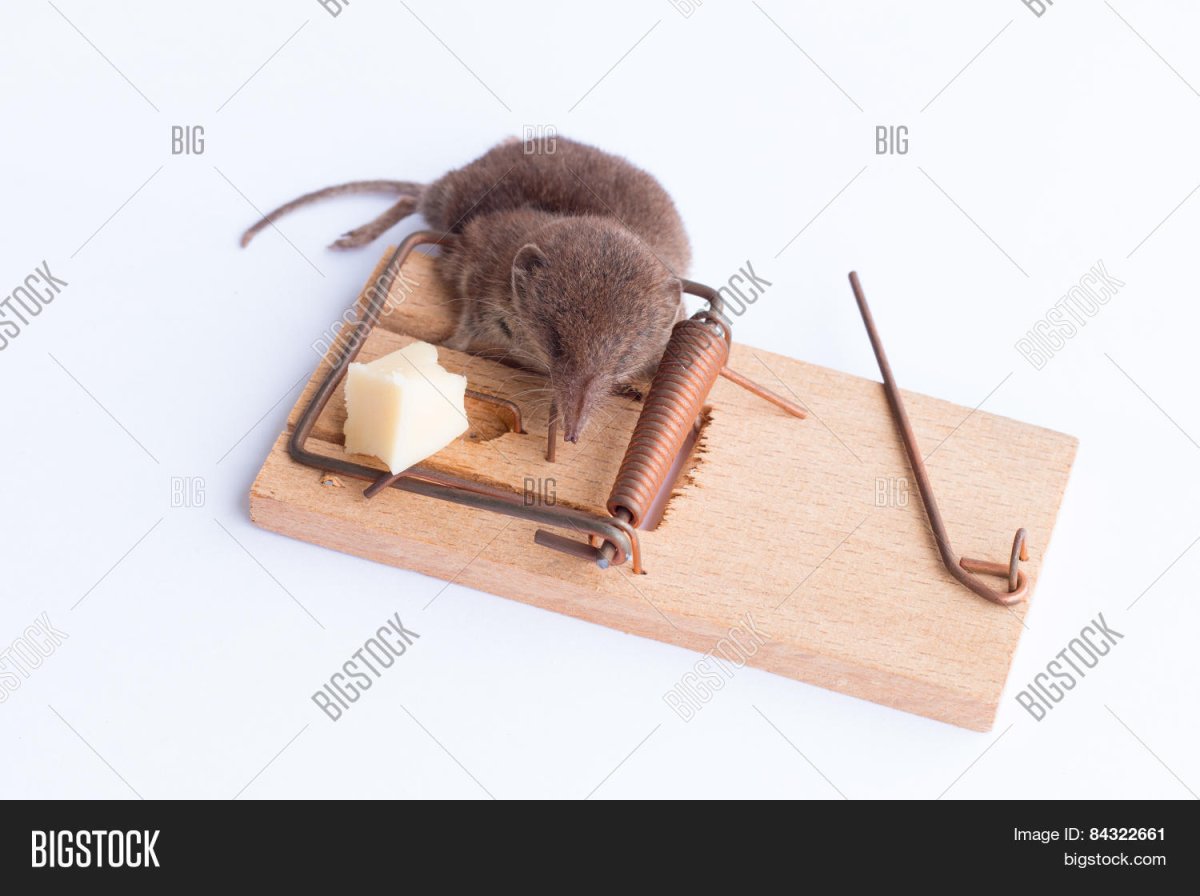 Бесплатный сыр только в мышеловке