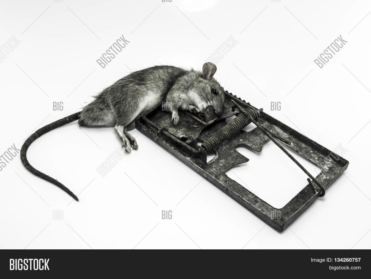 Бесплатный сыр