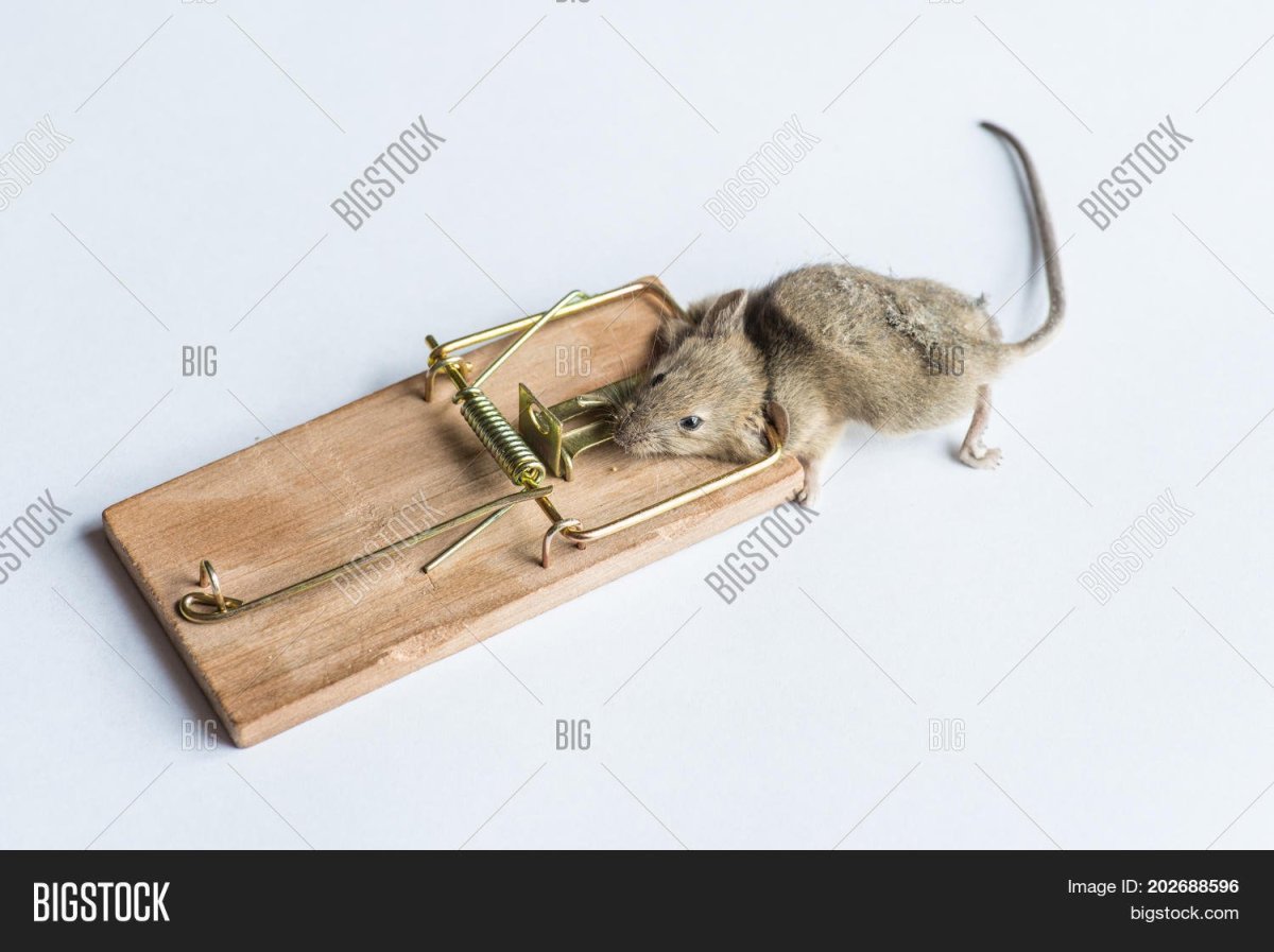 Mouse House мышеловка