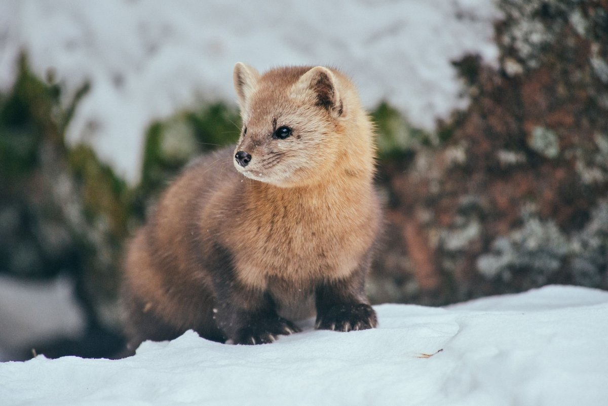 Фролихинский заказник на Байкале