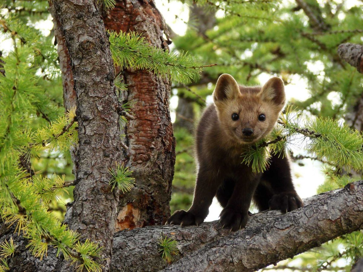 Байкальский биосферный заповедник