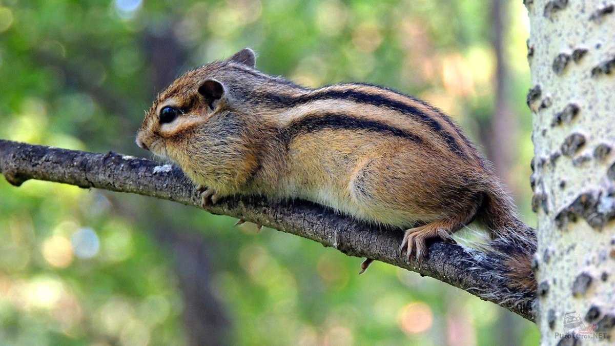 Национальный парк России Баргузинский