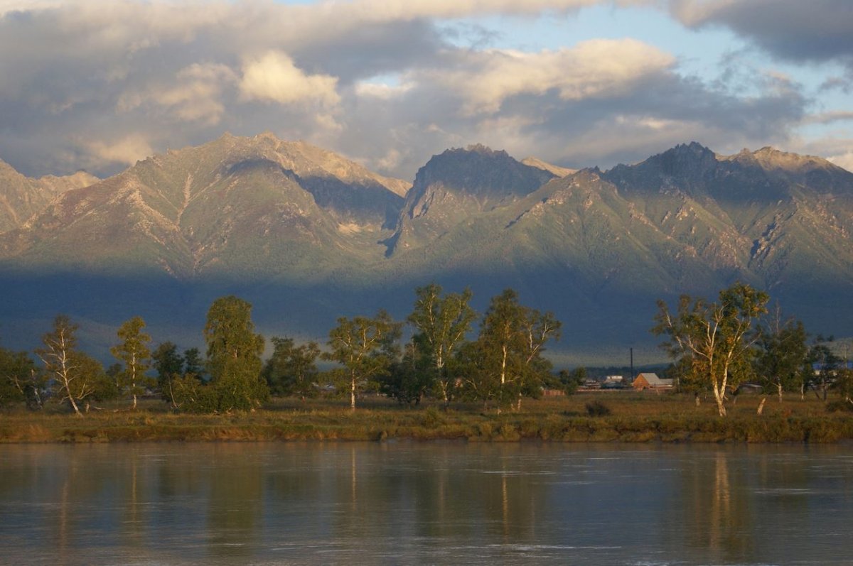 Баргузинский бурый медведь