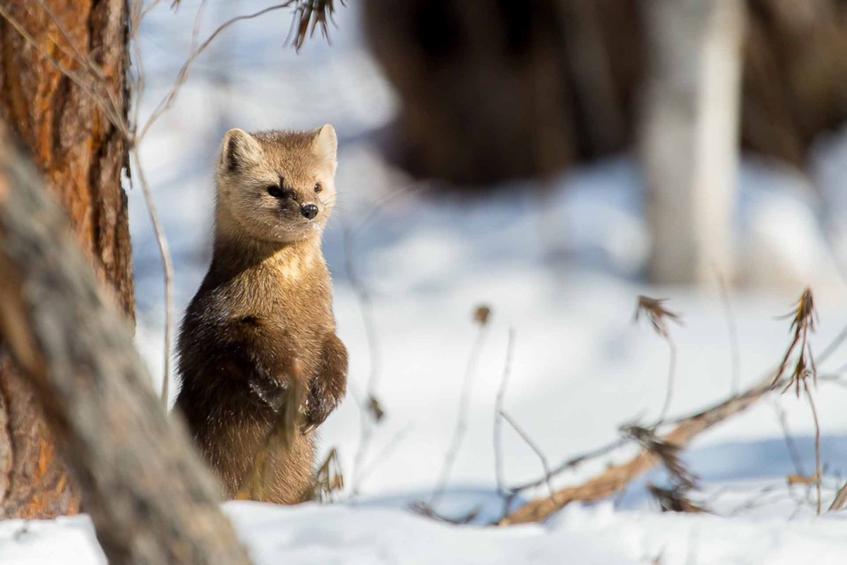 Баргузинский заповедник озеро Байкал