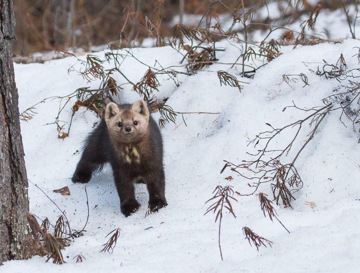 Национальный парк России Баргузинский