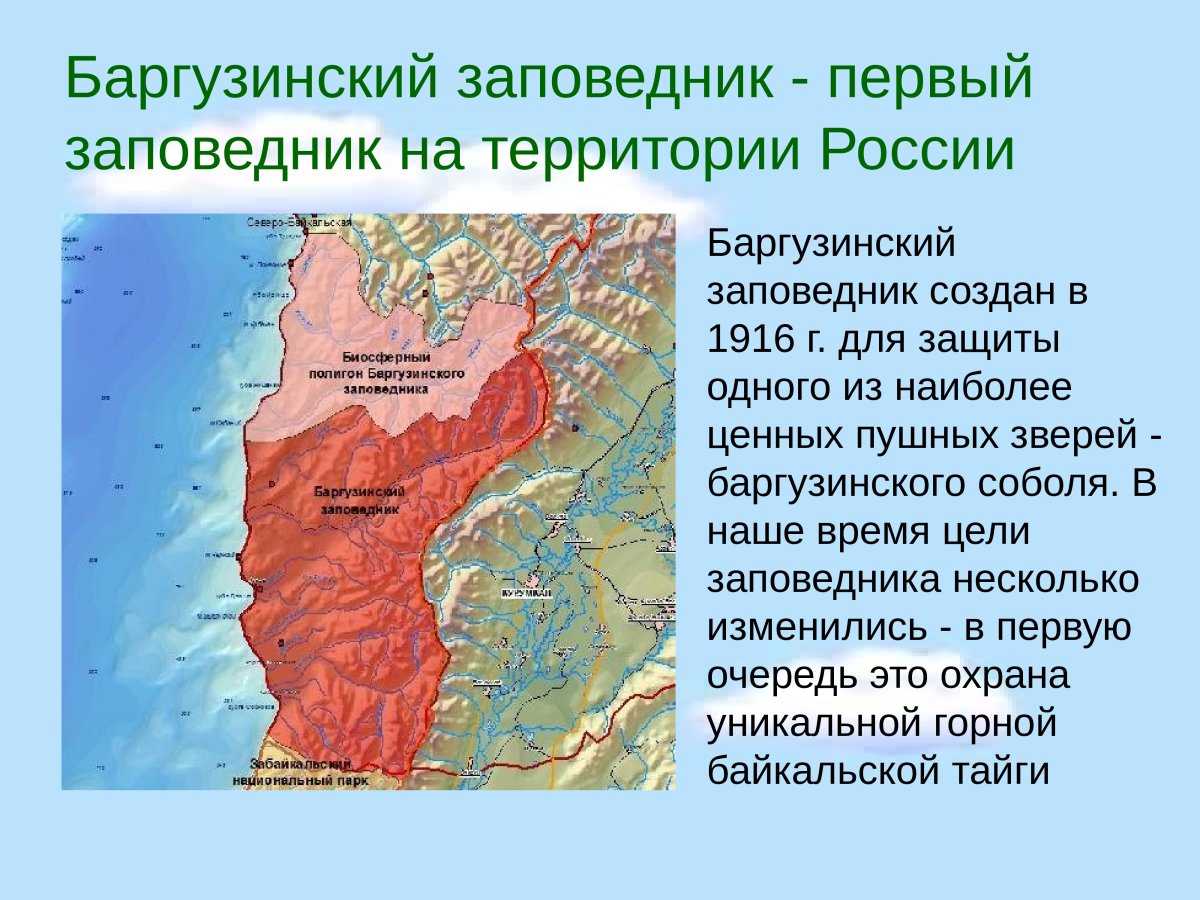 Баргузинский заповедник Рысь