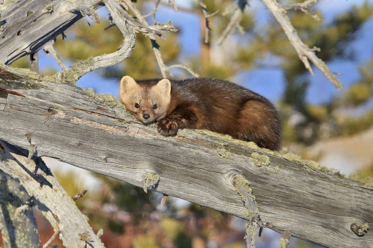 Забайкальский национальный парк парк