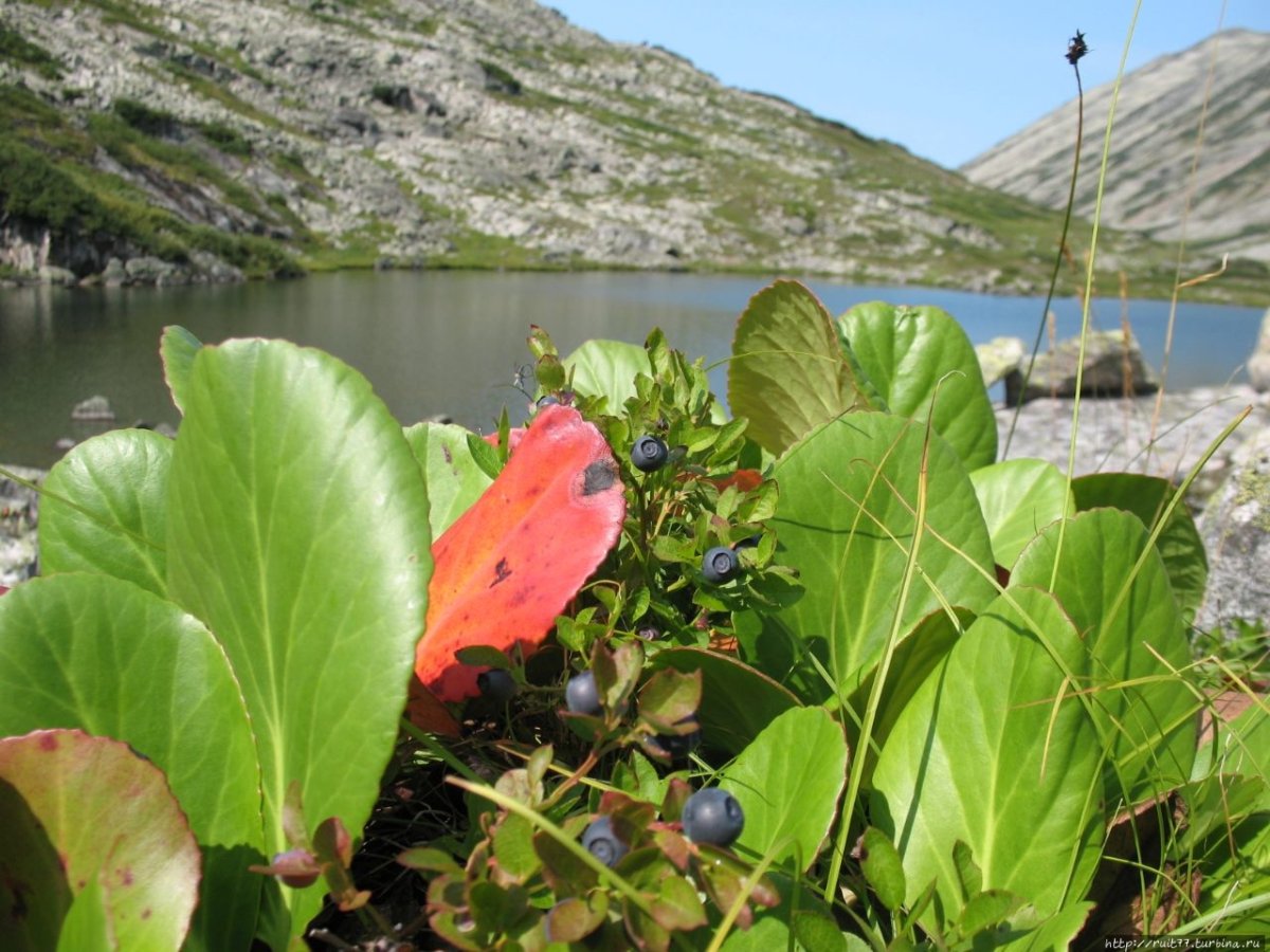 Баргузинский заповедник эмблема
