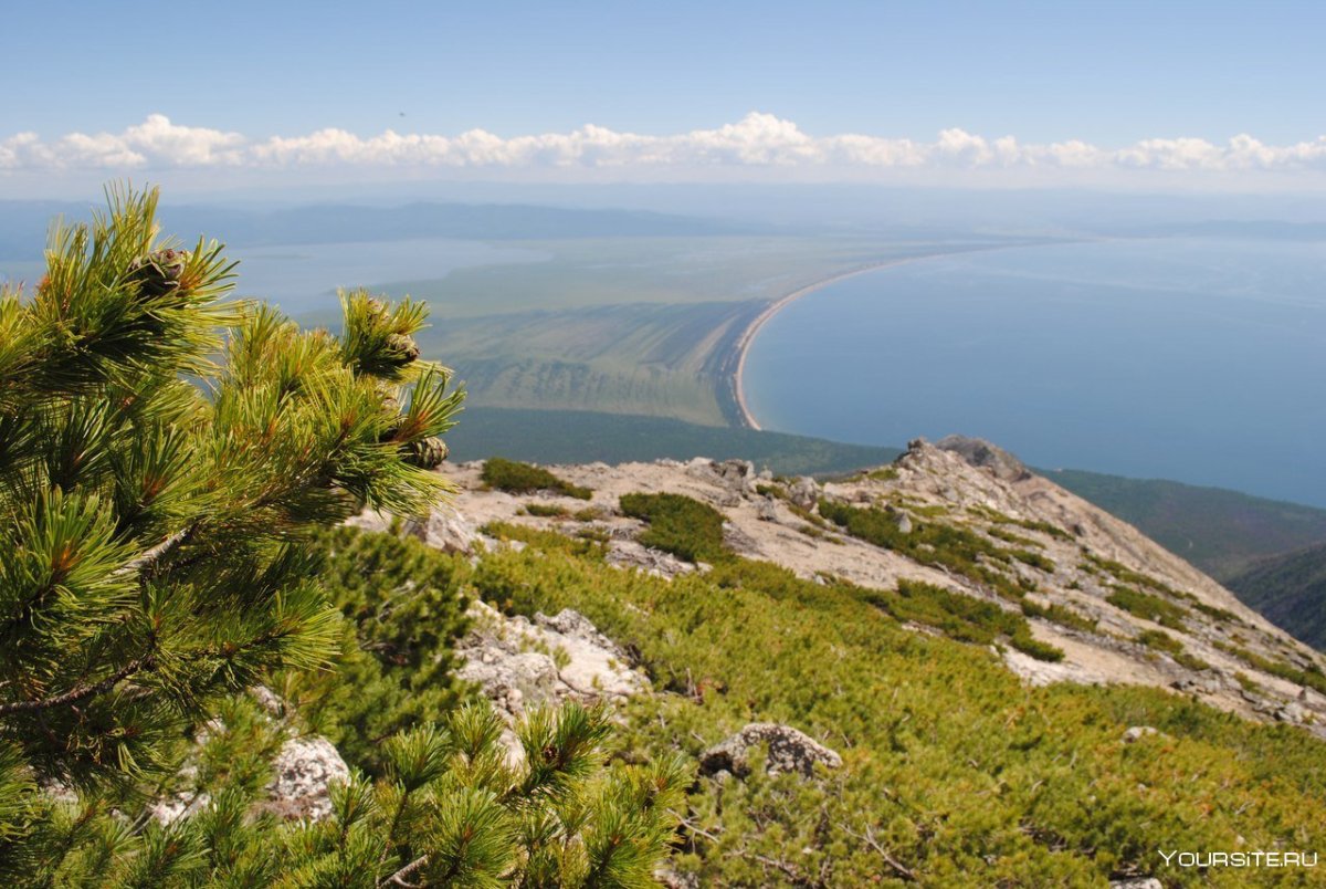 Баргузинский Соболь
