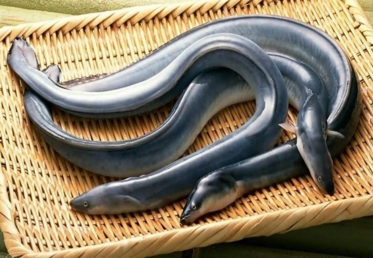 Конгеровые угри