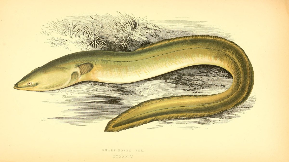 Угорь вектор