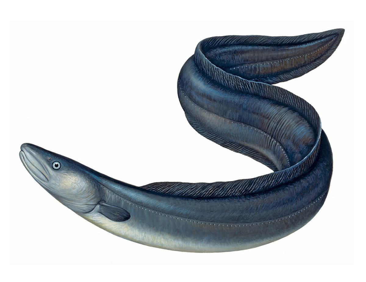 Европейский угорь