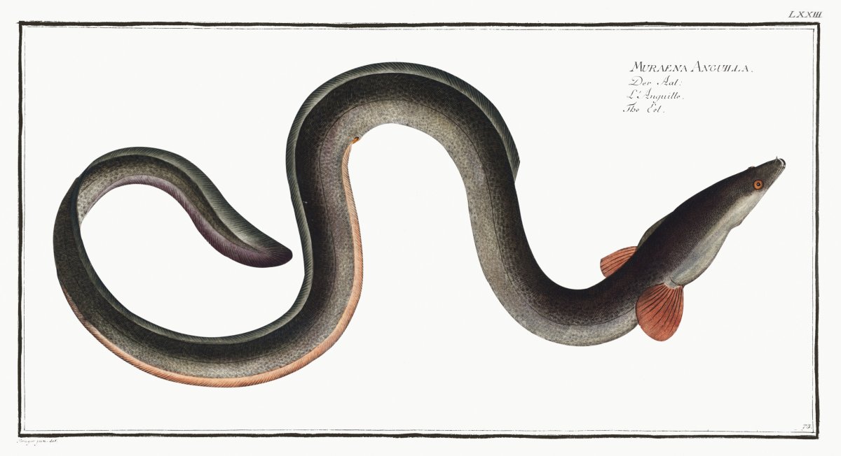 Угорь кларевидный