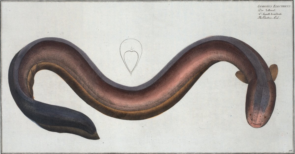 Малоплавниковый угорь