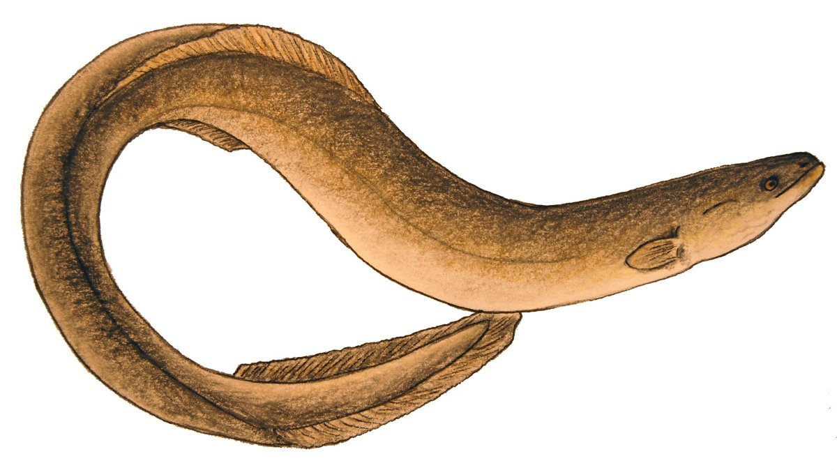 Угорь мультяшный