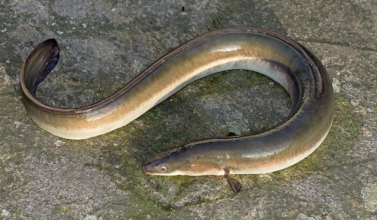 Рыбка макрогнатус глазчатый