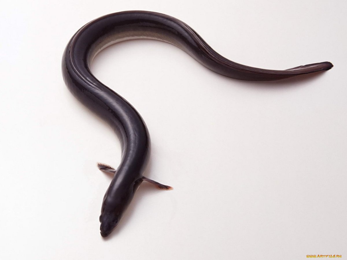 Угорь обыкновенный (Anguilla Anguilla Linnaeus, 1758)