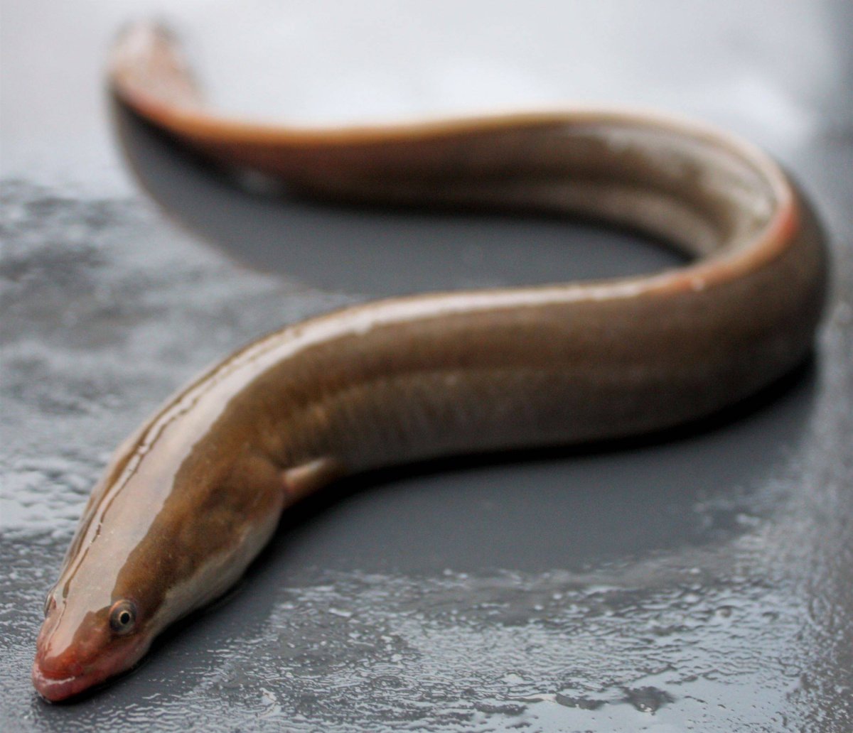 Электрический угорь в разрезе