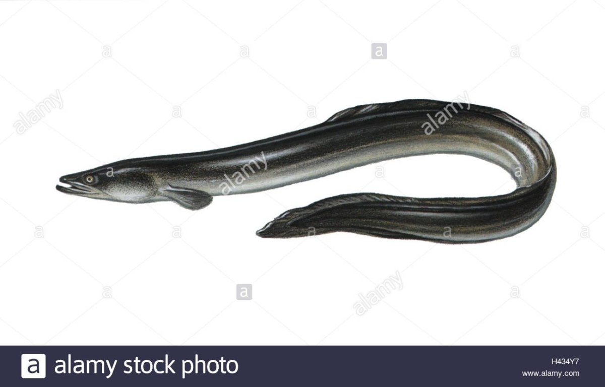 Бенгальский Речной угорь