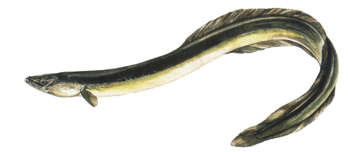 Щукорылый угорь