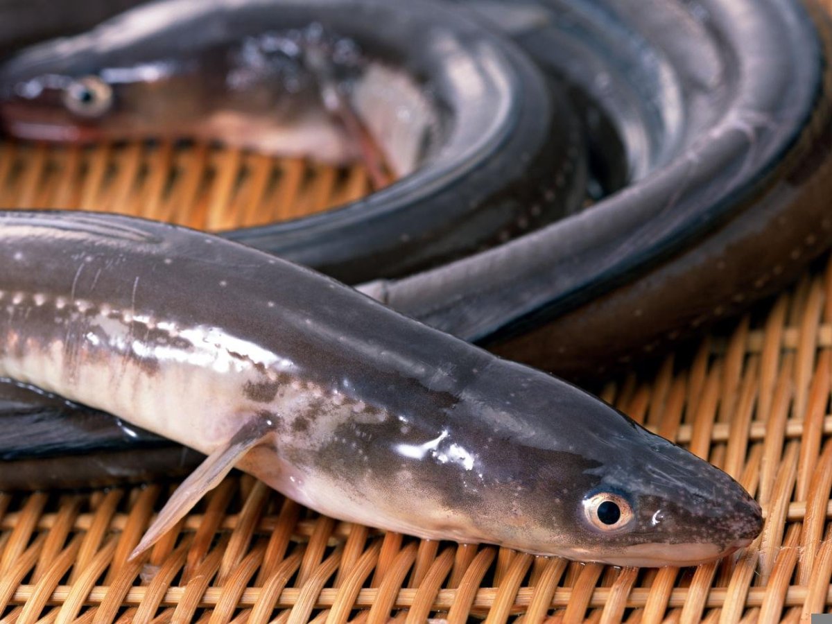 Вьюн черный рыба