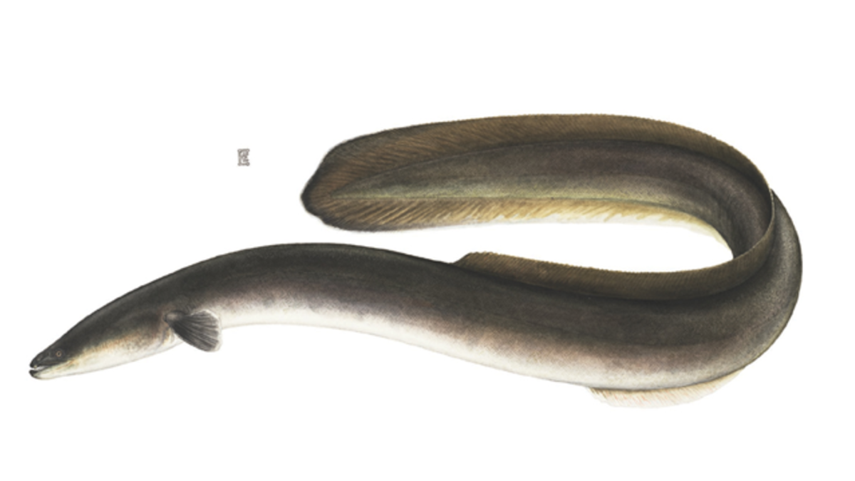 Угорь рыба раскраска