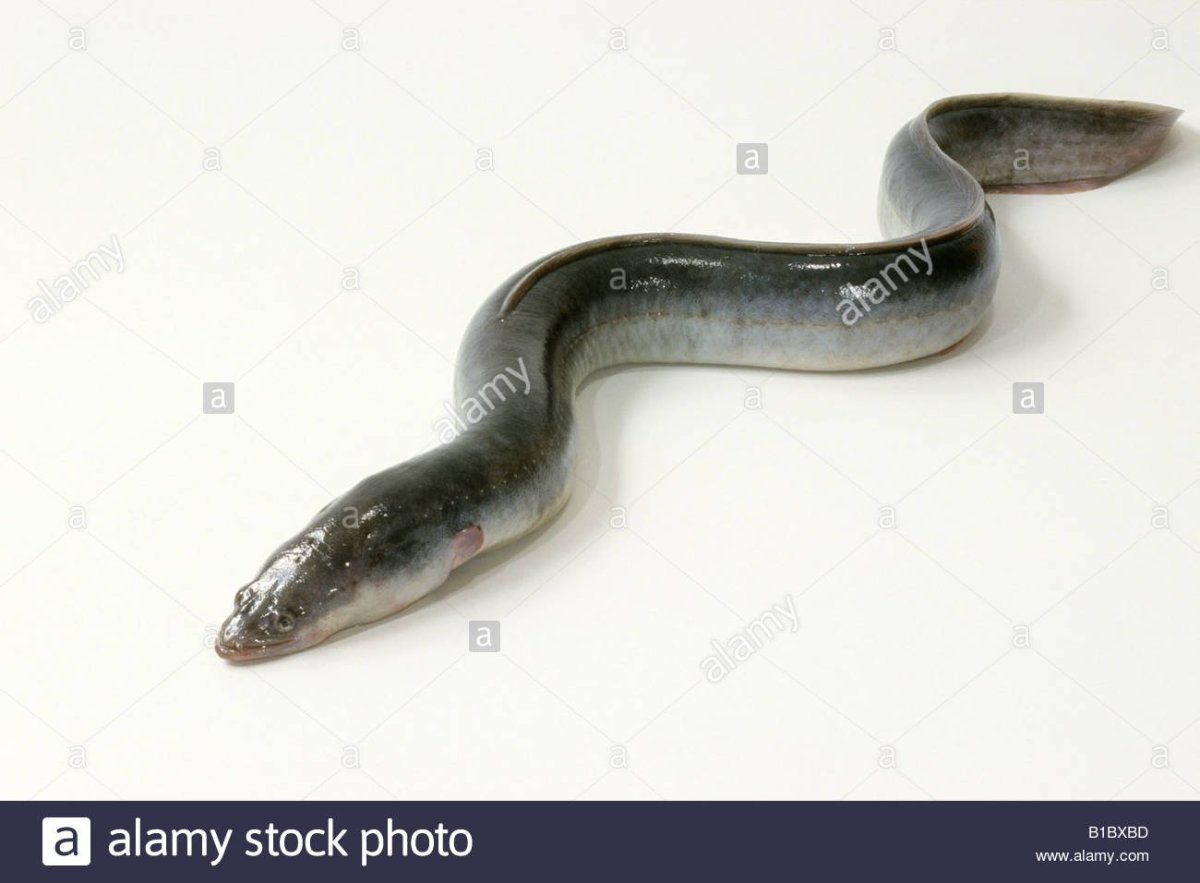 Камский угорь