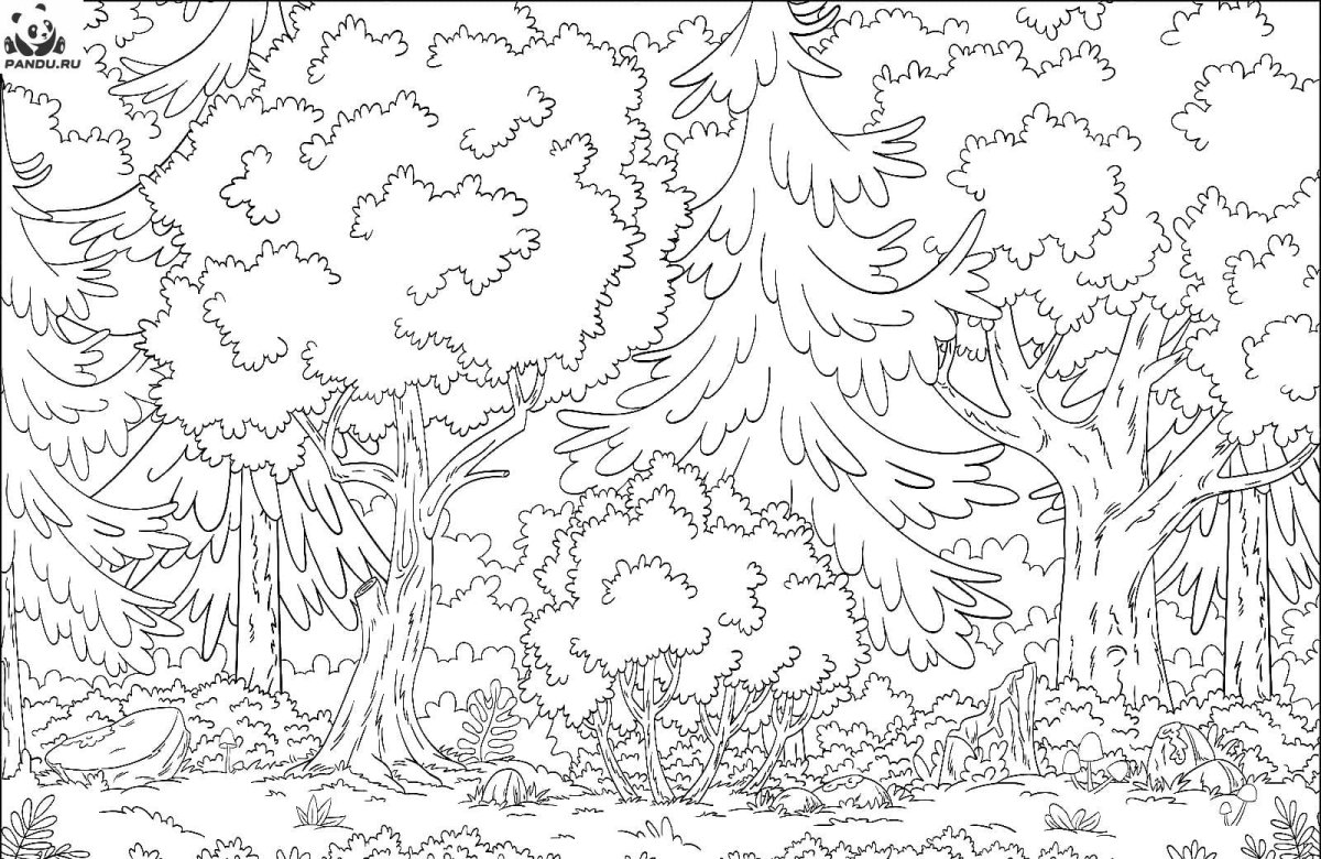 В лесу. Раскраска