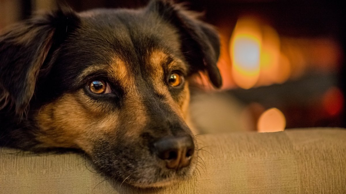 Преданные глаза собаки коллаж