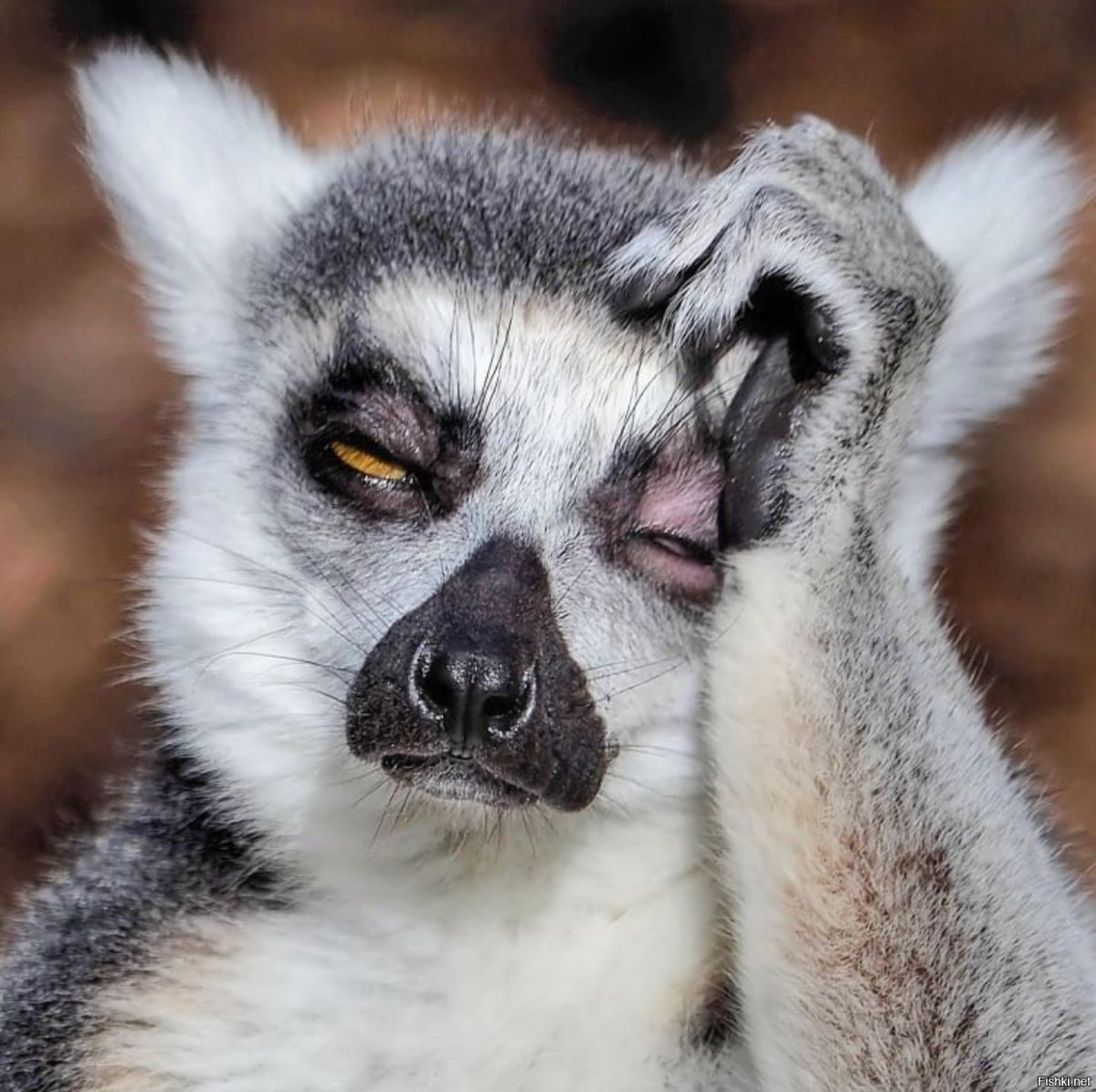 Кольцехвостый лемур