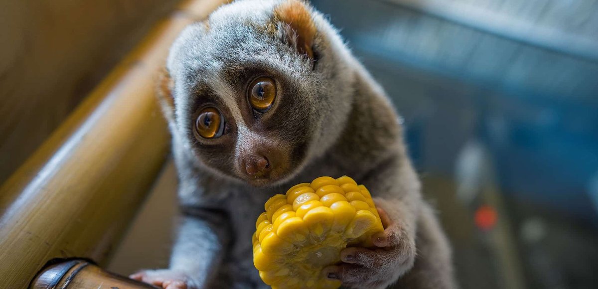 Девушка с лемуром