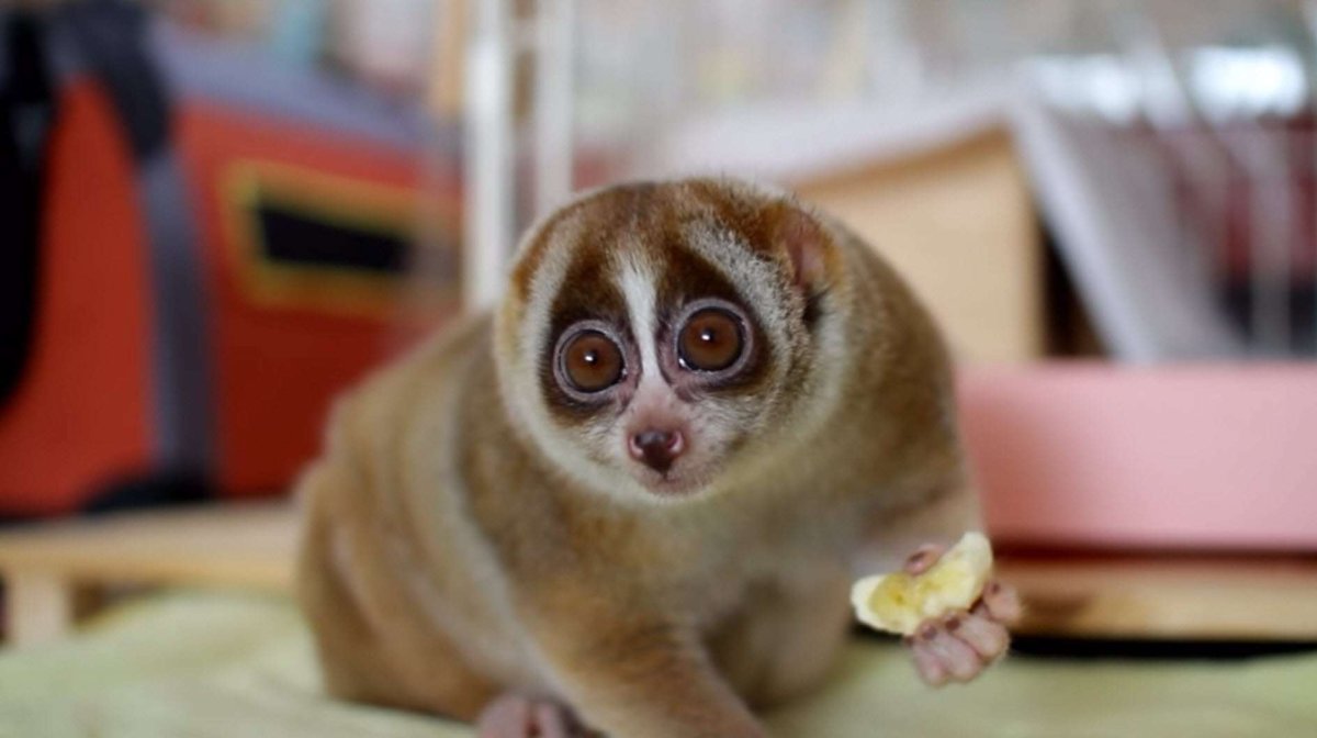 Лемуры парочка