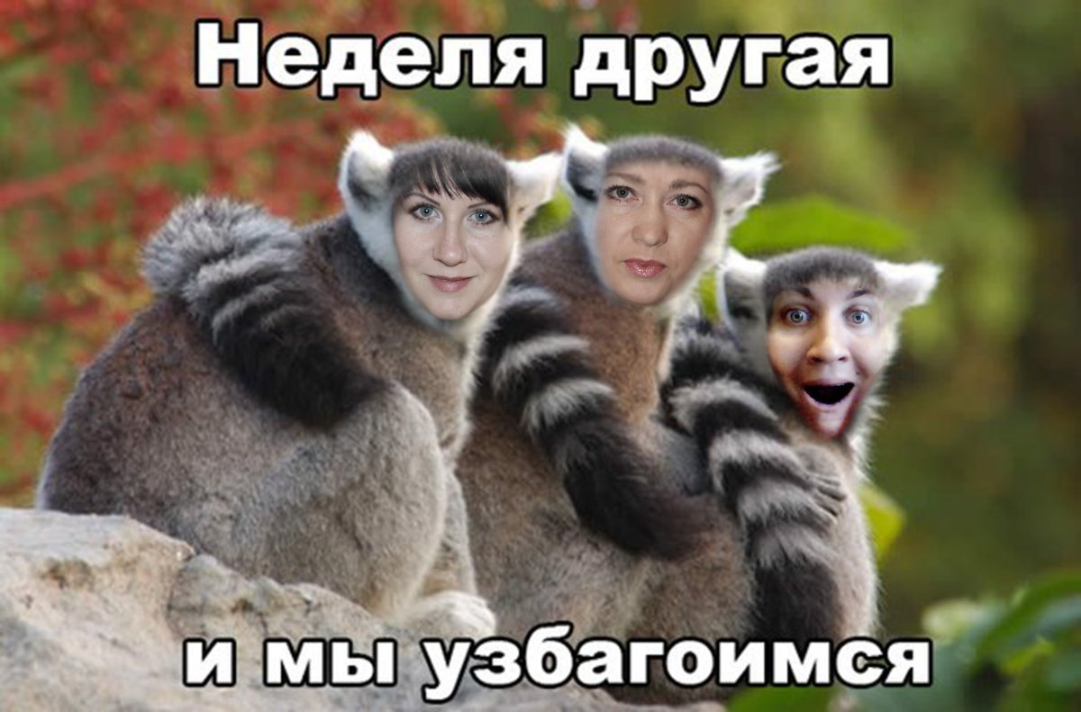 Лемур узбагойся оригинал