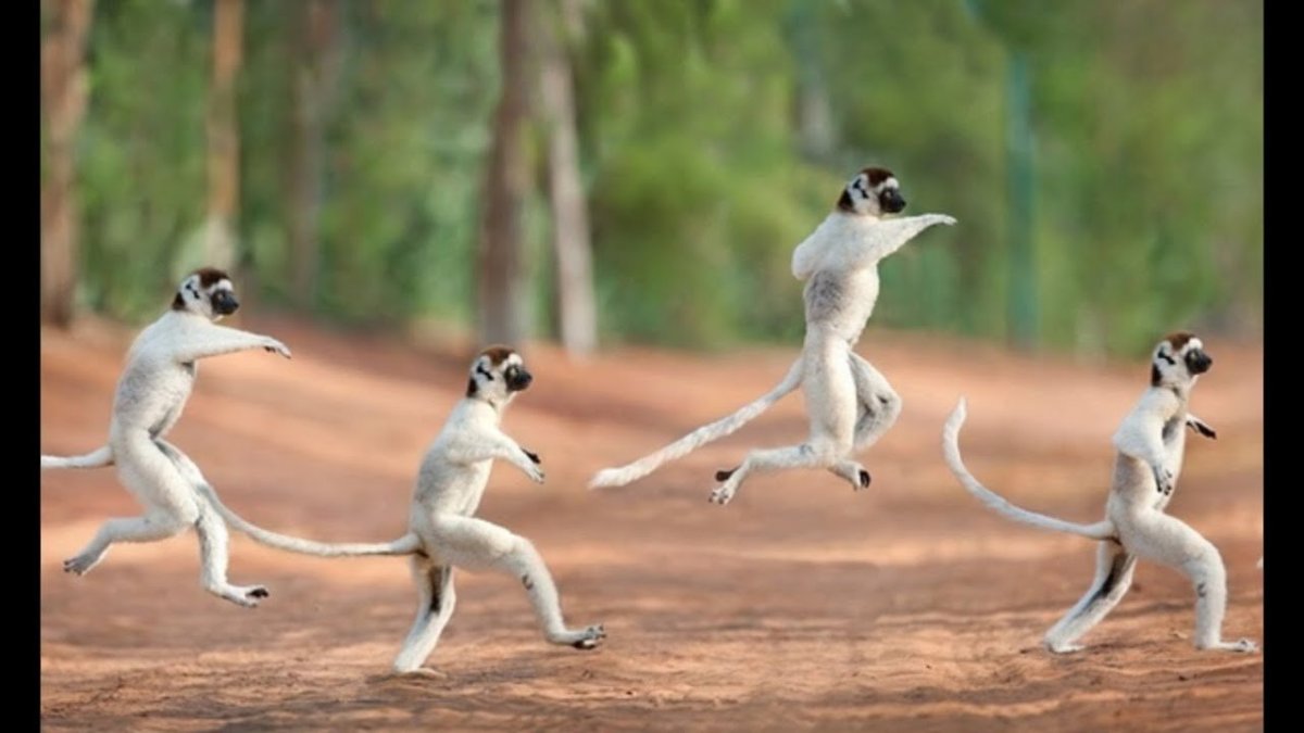 Домашний лемур галаго