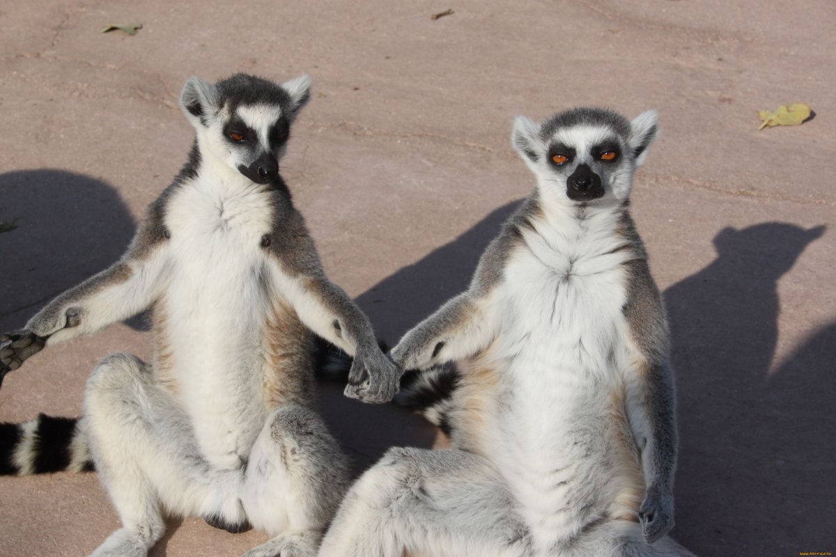 Лемур отдыхает