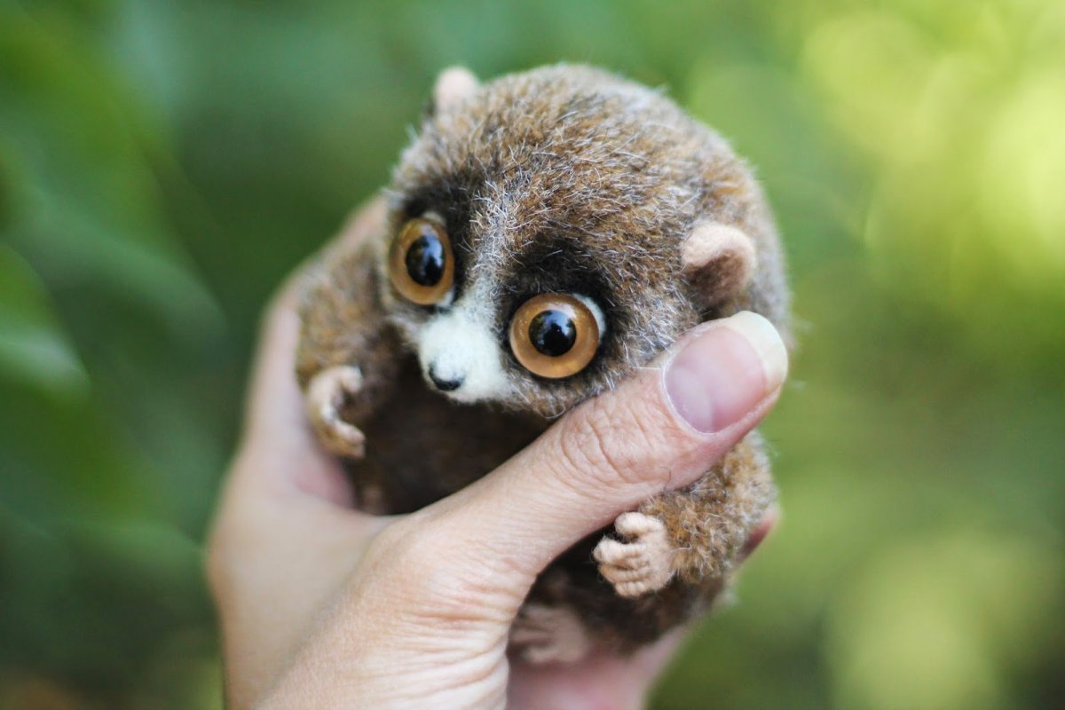 Лемур галаго малыш