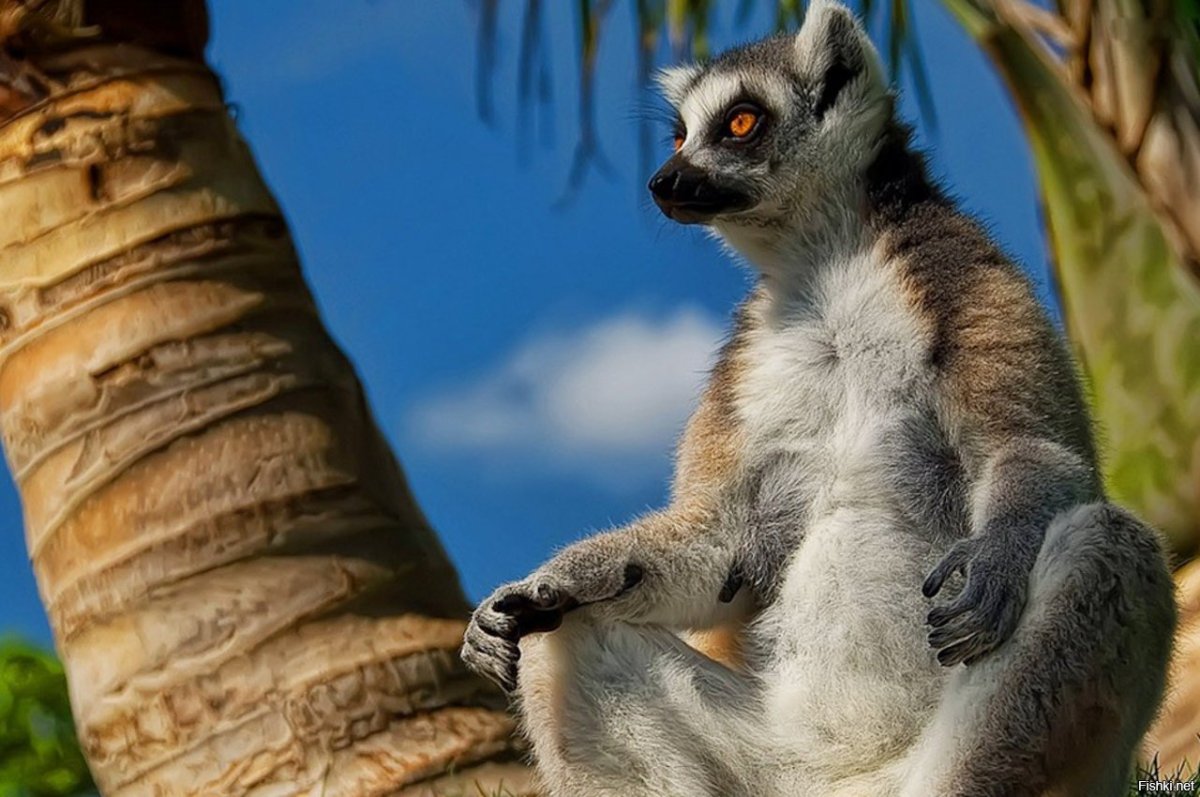 Лемур и человек