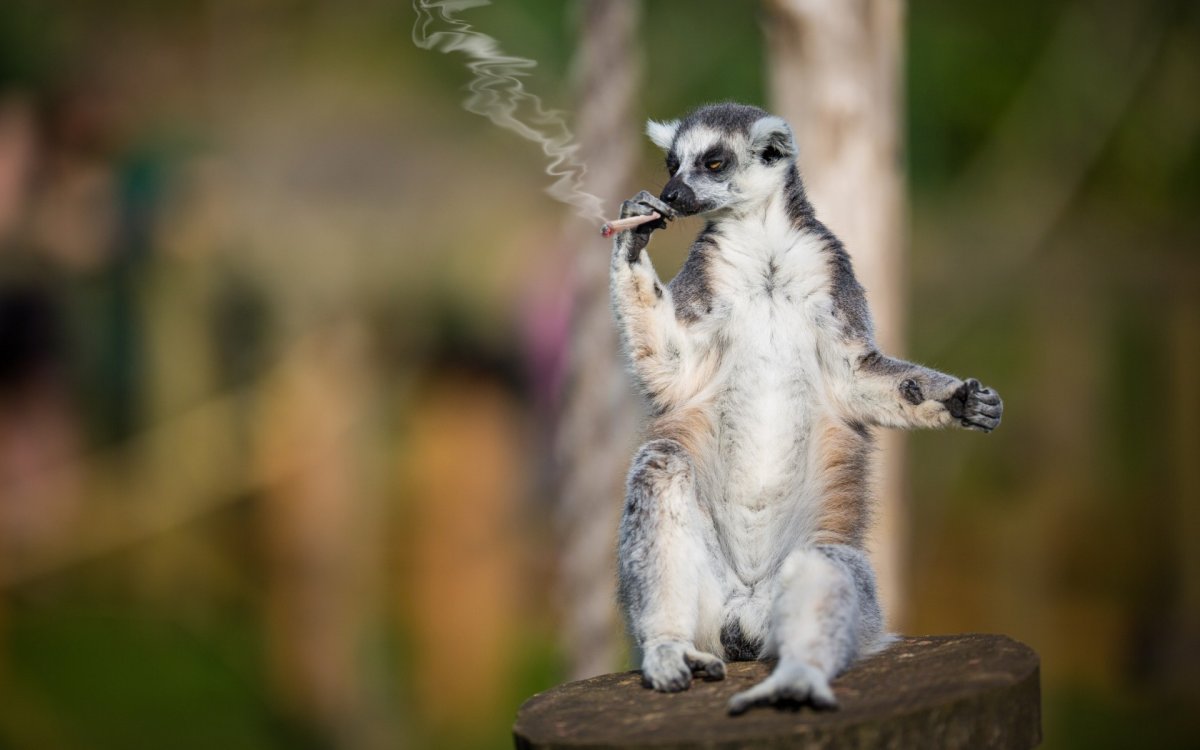 Что ест лемур